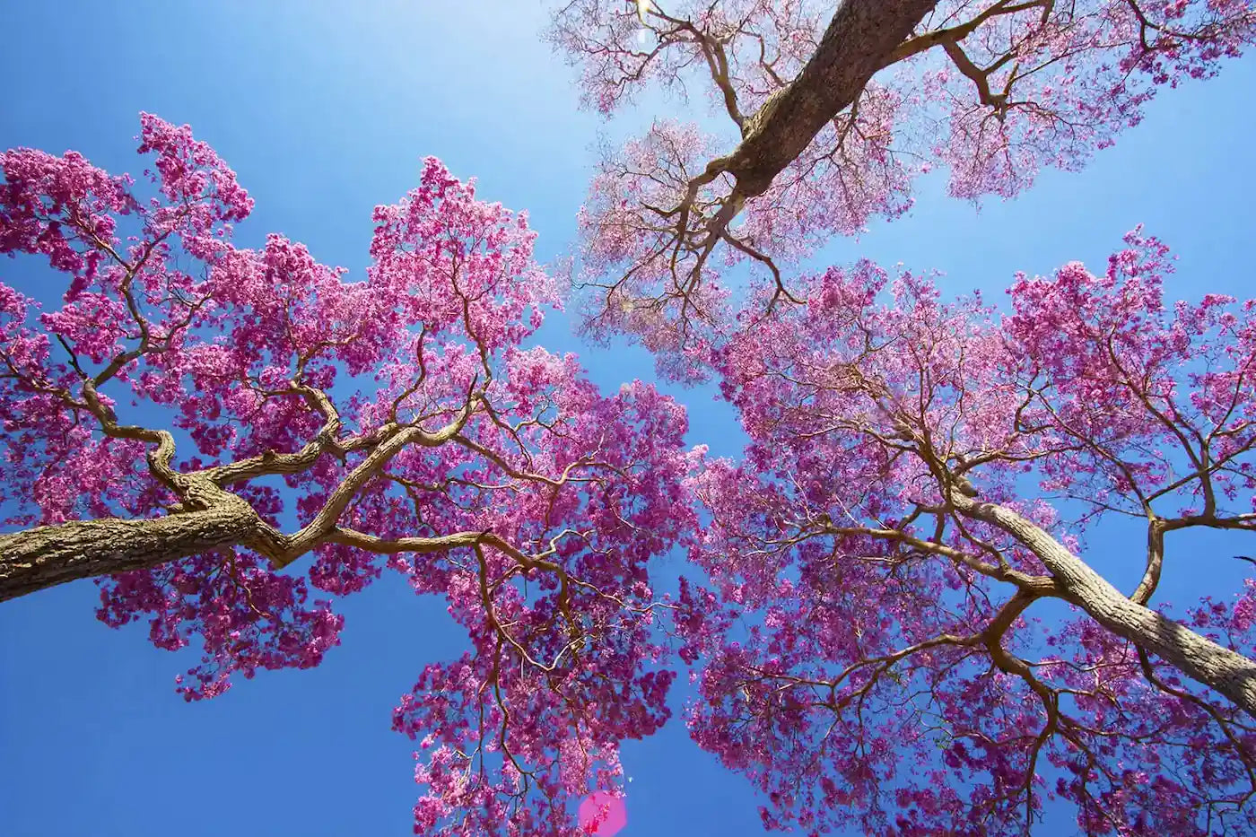 Pink flowering pau d'arco trees against a blue sky - 3 trees